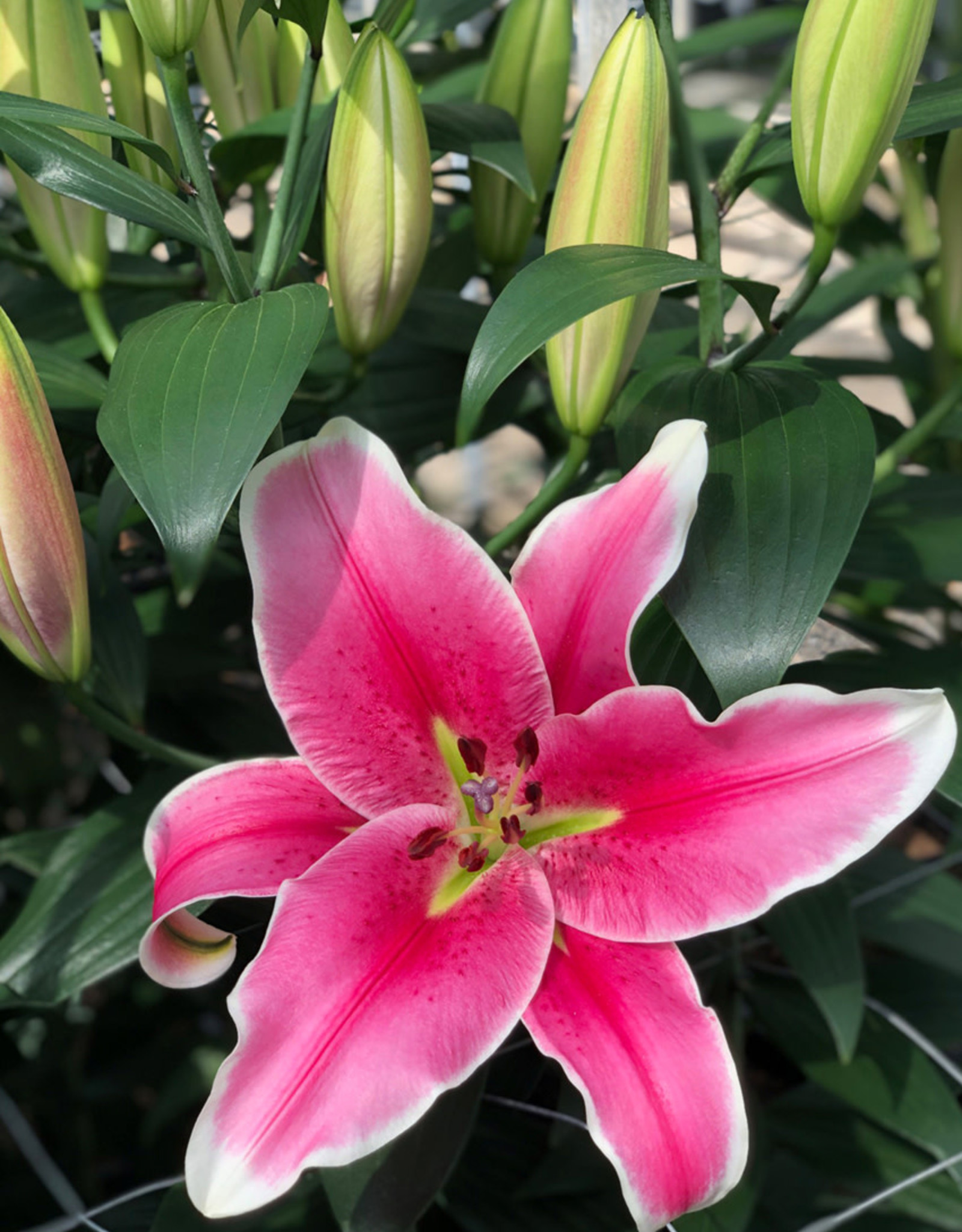 Oriental Lily El Capitan #1 Pink - Wagon Wheel