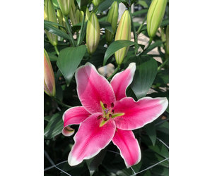 Lily Oriental Lily El Capitan #1 Pink - Wagon Wheel