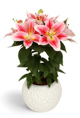 Zabo Lilium Oriental Lily Sunny Robyn #1 Pink