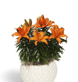 Zabo Lilium Asiatic Pot Lily TINY SKYLINE   #1 pot Orange