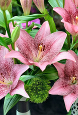 Zabo Lilium LA Hybrid Lily Sweet Sugar - Pink/burgundy