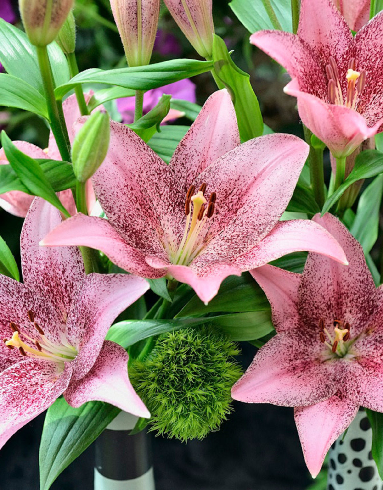 LA Hybrid Lily Sweet Sugar - Wagon Wheel