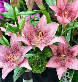 Zabo Lilium LA Hybrid Lily Sweet Sugar - Pink/burgundy