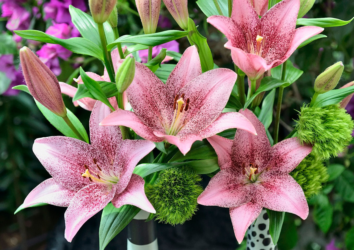 LA Hybrid Lily Sweet Sugar