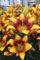 Zabo Lilium LA Hybrid Lily Sweet Valley- Yellow/Orange