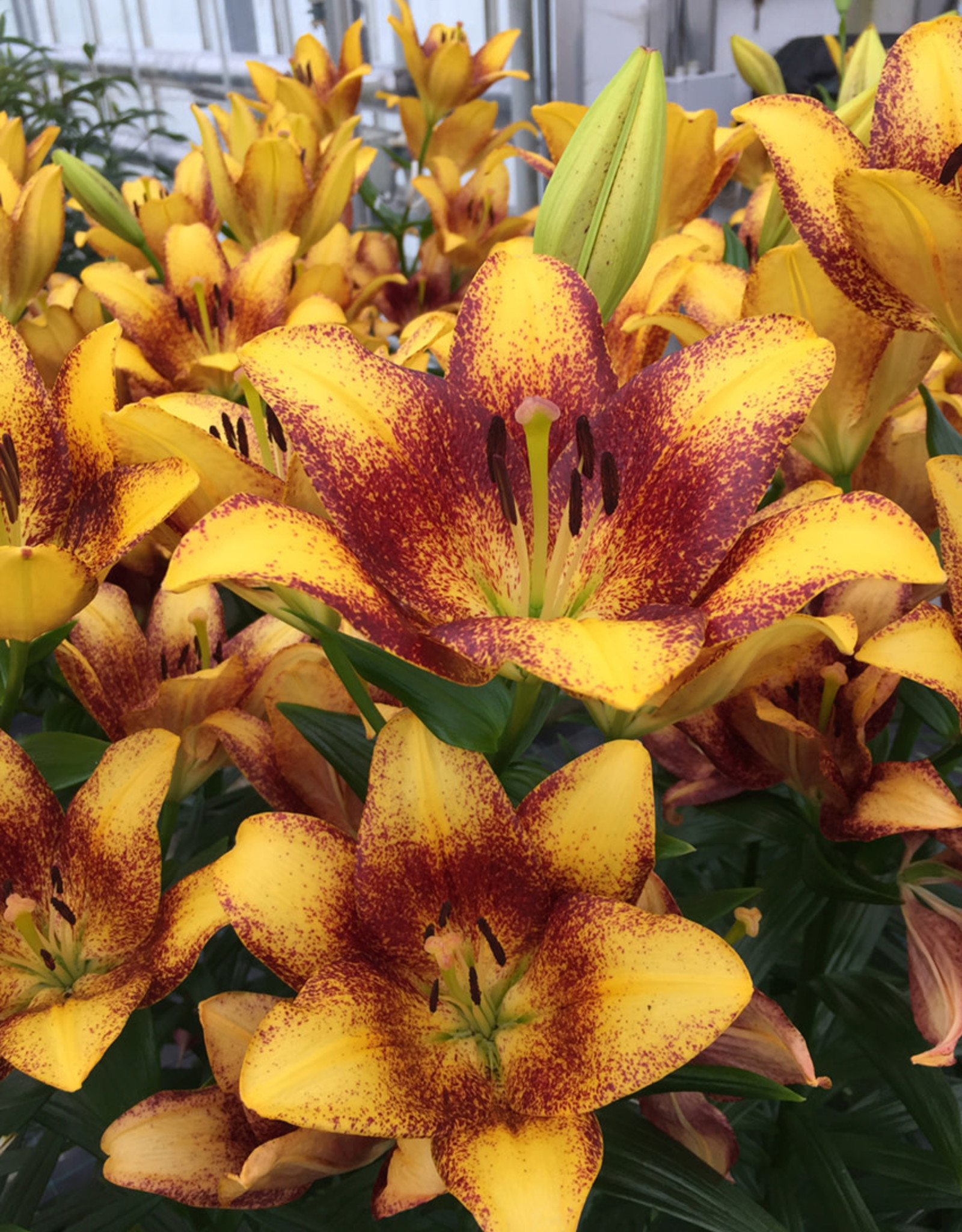 Zabo Lilium LA Hybrid Lily Sweet Valley- Yellow/Orange
