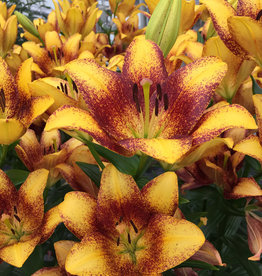 Zabo Lilium LA Hybrid Lily Sweet Valley- Yellow/Orange