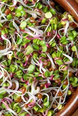 High Mowing Seed HM Sprouting Seeds Triton Radish   3 OZ