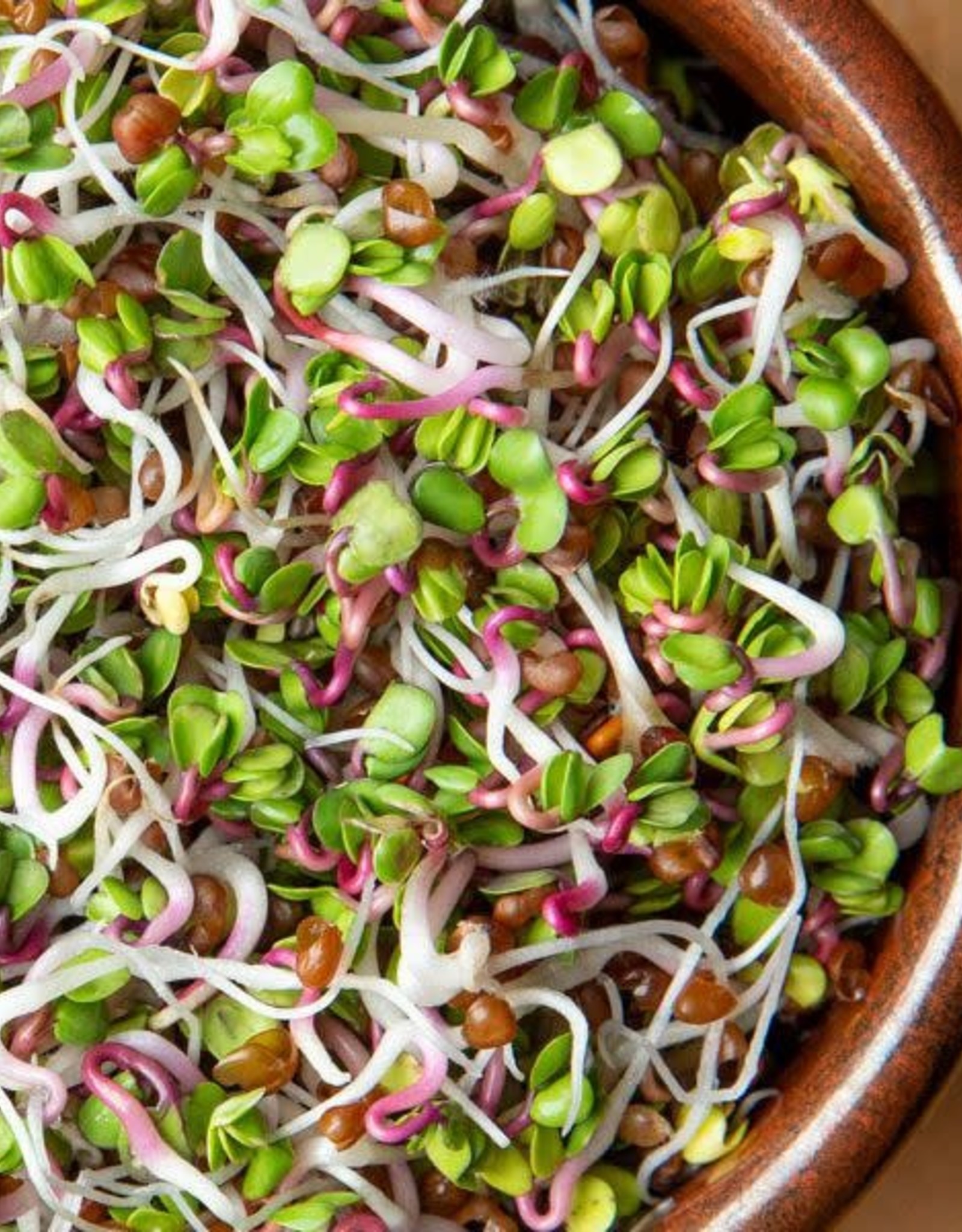 High Mowing Seed HM Sprouting Seeds Triton Radish   3 OZ