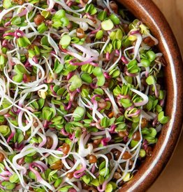 High Mowing Seed HM Sprouting Seeds Triton Radish   3 OZ