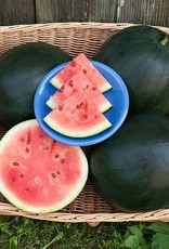 High Mowing Seed HM Blacktail Mountain Watermelon  1/16 OZ