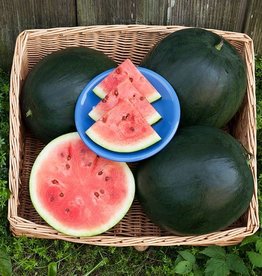 High Mowing Seed HM Blacktail Mountain Watermelon  1/16 OZ