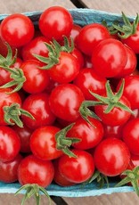 High Mowing Seed HM Matt's Wild Cherry Tomato  1/10 GRAM
