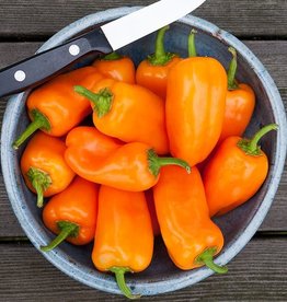 High Mowing Seed HM Orange Picnic Pepper  10 SEEDS