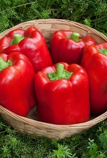 High Mowing Seed HM California Wonder Pepper  1/64 OZ