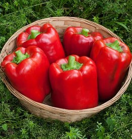 High Mowing Seed HM California Wonder Pepper  1/64 OZ