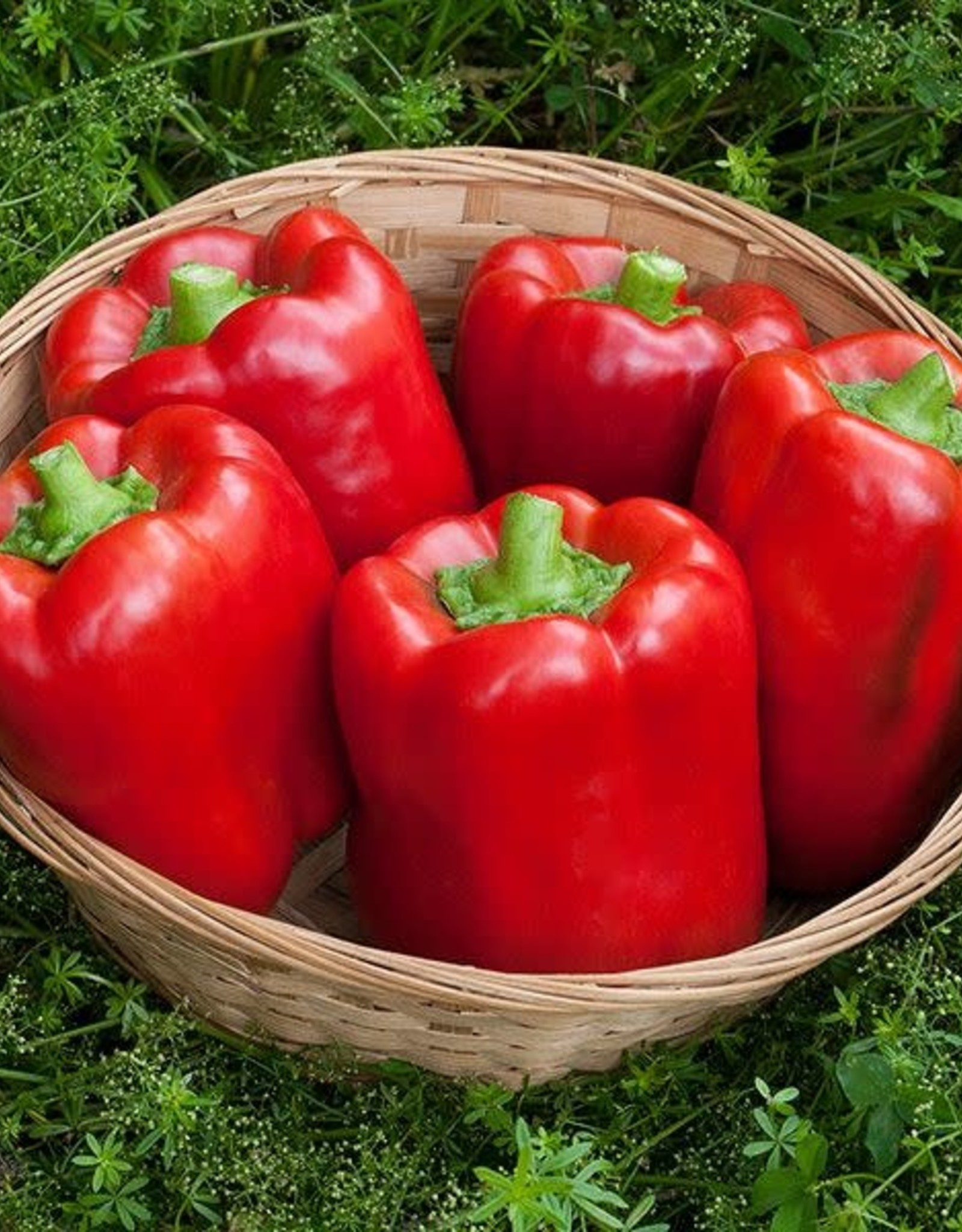 High Mowing Seed HM California Wonder Pepper  1/64 OZ