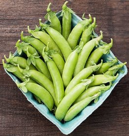 High Mowing Seed HM Cascadia Snap Pea: 1 OZ