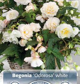 DeVroomen Begonia Odorosa White 2 bulbs