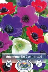 DeVroomen Anemone coronaria Monarch De Caen Mixed 15/pk