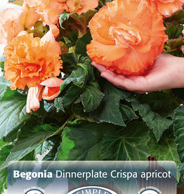 DeVroomen Begonia Crispa Marginata Ruffled Apricot 2 bulbs