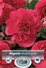 DeVroomen Begonia Double Pink 2 bulbs