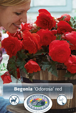 DeVroomen Begonia Odorosa Red 2 bulbs