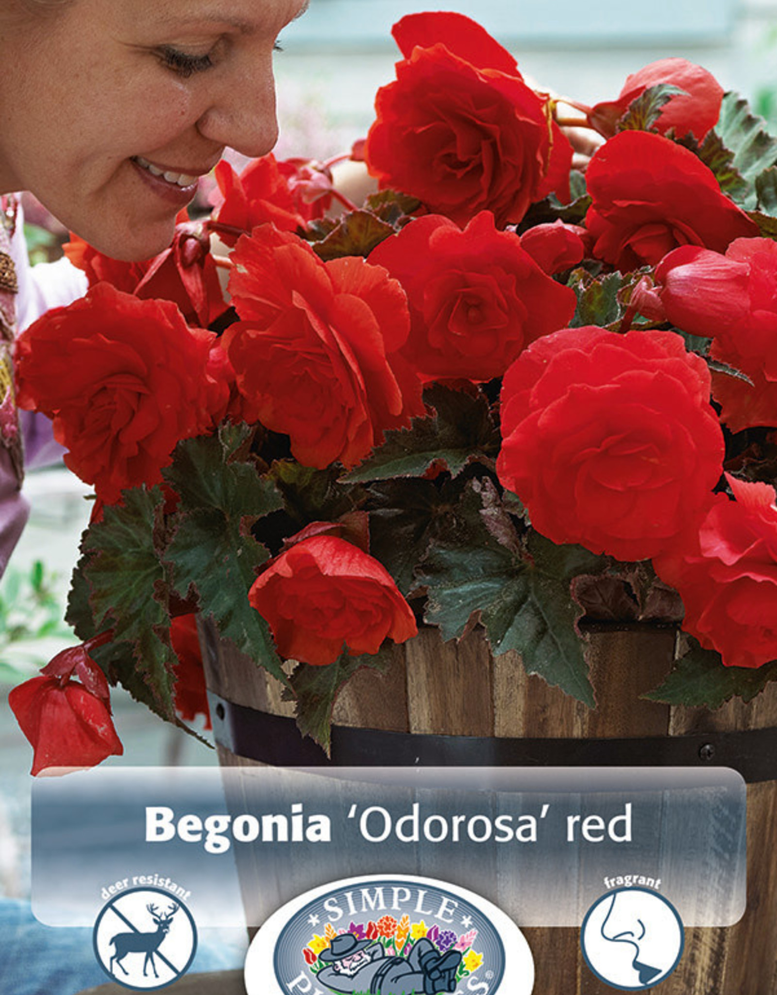 DeVroomen Begonia Odorosa Red 2 bulbs