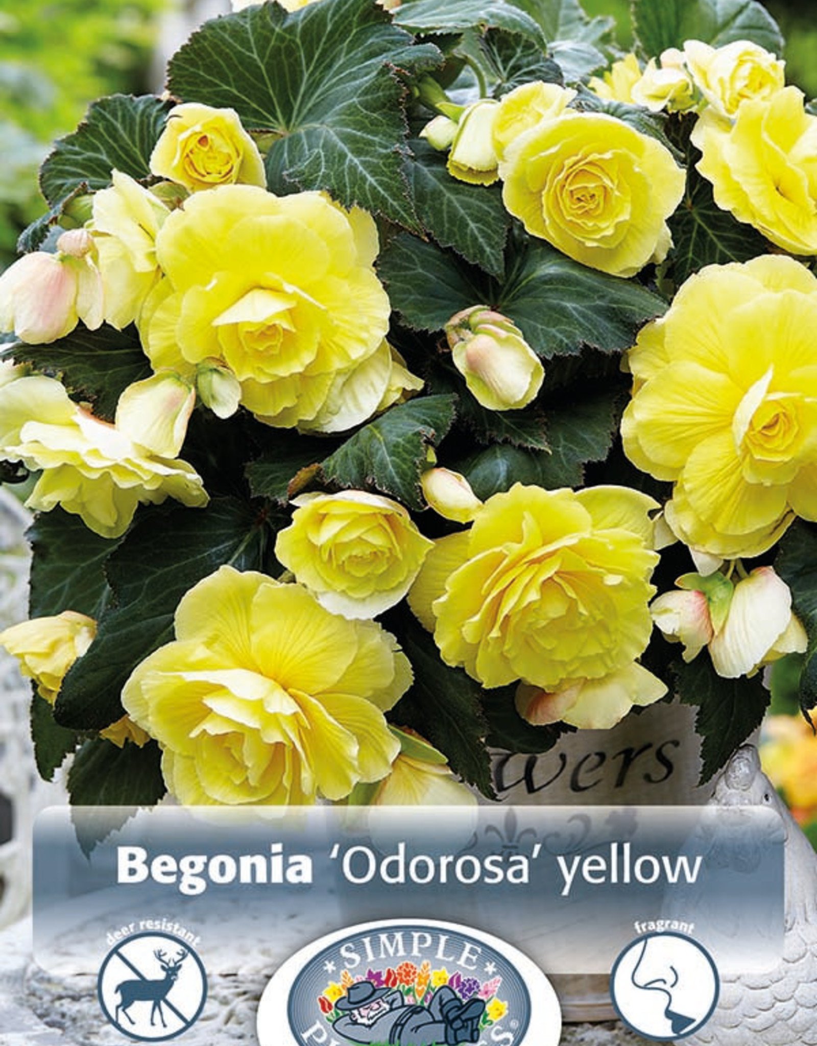 DeVroomen Begonia Odorosa Yellow 2 bulbs