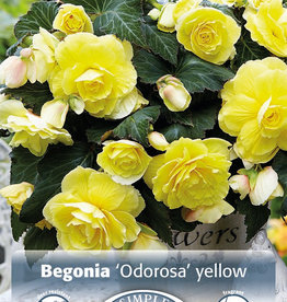 DeVroomen Begonia Odorosa Yellow 2 bulbs
