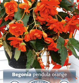 DeVroomen Begonia Pendula Orange 2 bulbs