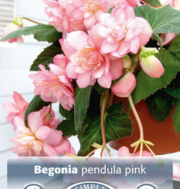 DeVroomen Begonia Pendula Pink 2 bulbs