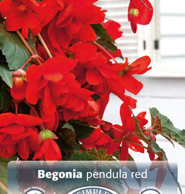 DeVroomen Begonia Pendula Red 2 bulbs