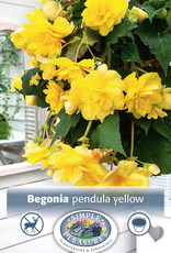 DeVroomen Begonia Pendula Yellow 2 bulbs