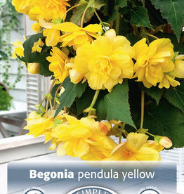 DeVroomen Begonia Pendula Yellow 2 bulbs