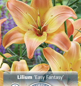 DeVroomen Lilium Asiatic Easy Fantasy 3 bulbs/ bag