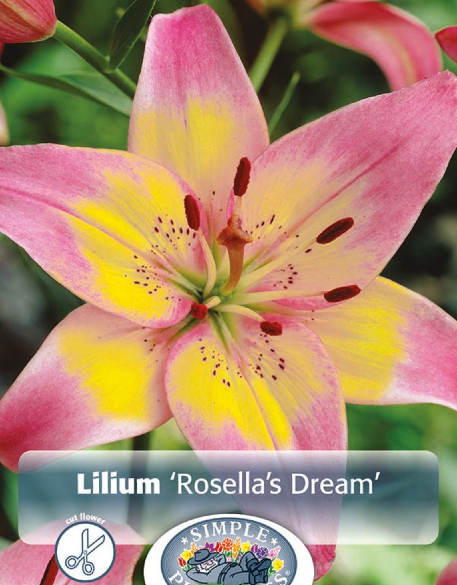Lilium Asiatic Rosella's Dream 3/ bag Wagon Wheel