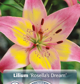 DeVroomen Lilium Asiatic Rosella's Dream 3/ bag