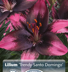 DeVroomen Lilium Asiatic Trendy Santo Domingo 3/ bag
