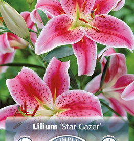 DeVroomen Lilium Oriental Star Gazer 2 bulbs
