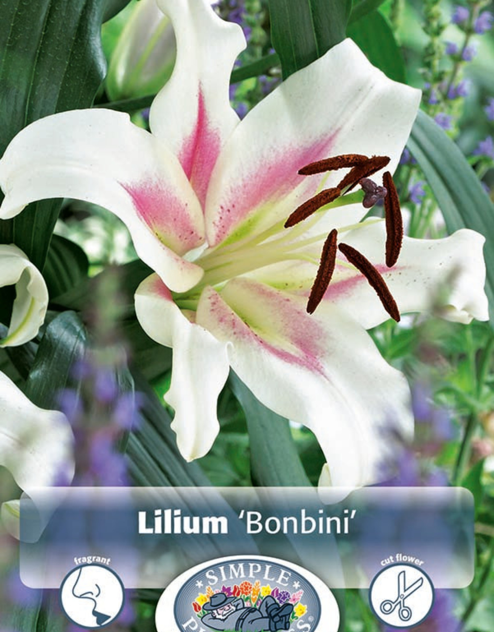 https://cdn.shoplightspeed.com/shops/616510/files/52585169/1600x2048x1/devroomen-lilium-oriental-trumpet-hybrid-bonbini-2.jpg