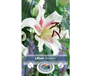 https://cdn.shoplightspeed.com/shops/616510/files/52585169/300x250x2/devroomen-lilium-oriental-trumpet-hybrid-bonbini-2.jpg