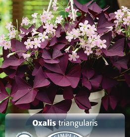 DeVroomen Oxalis triangularis 10 / bag