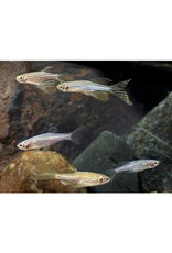 Segrest Farms Assorted Longfin Danio Reg