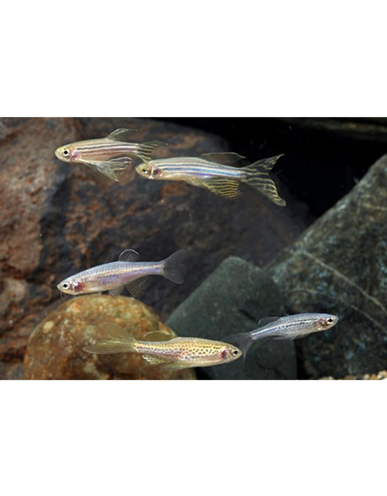 Segrest Farms Assorted Longfin Danio Reg