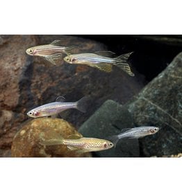 Segrest Farms Assorted Longfin Danio Reg