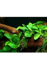 Segrest Farms Assorted Anubias Plants Med