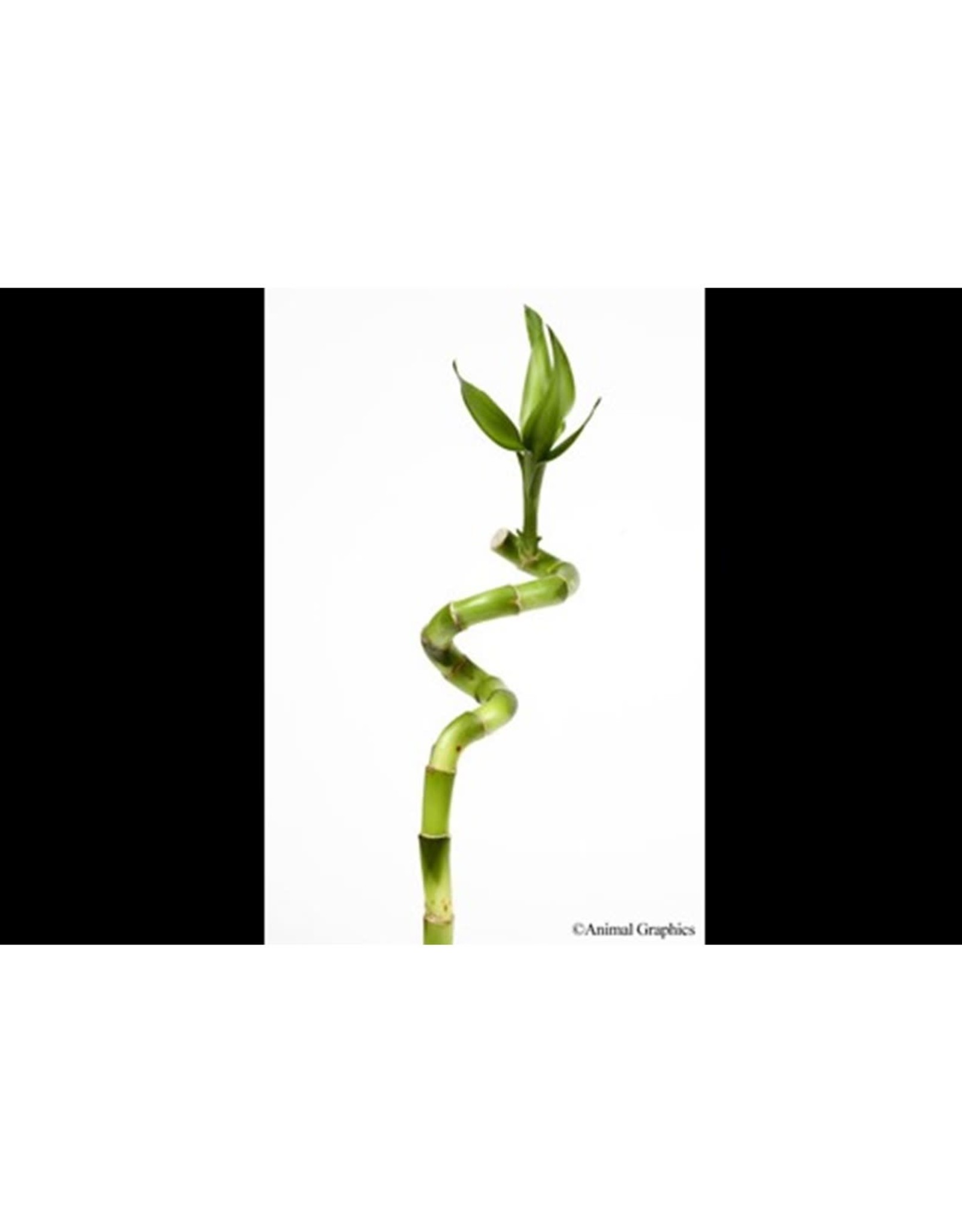 Segrest Farms Curly Lucky Bamboo Plant Med