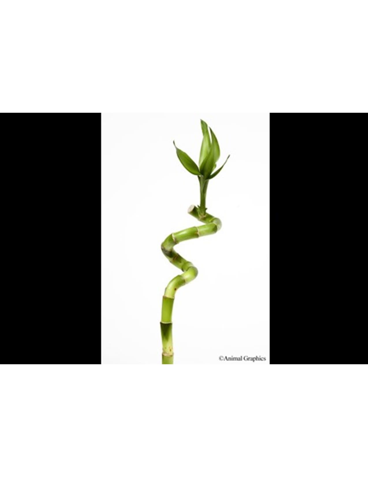 Curly Lucky Bamboo Plant Med - Wagon Wheel