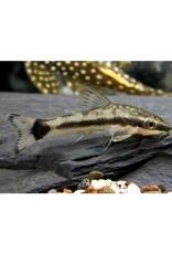 Segrest Farms Otocinclus Reg